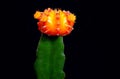 Yellow-green cactus isolated on black background. Royalty Free Stock Photo