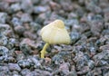 Small yellow inedible toadstool mushrooms Royalty Free Stock Photo