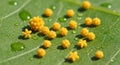Small yellow insect eggs are clustered Royalty Free Stock Photo