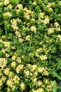 Small yellow ixora in the field