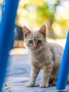 Small yellow kitten, close up picture. Royalty Free Stock Photo