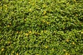 Small yellow lawn flowers background. Butter daisy herb in the sunlight Royalty Free Stock Photo