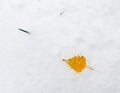 The small yellow leaf on the snow