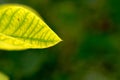 A small yellow leaf and green veins. On a colored background. Macro.