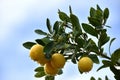 Yellow lemons with raindrops with blue sky in the background