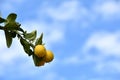 Small yellow lemons with raindrops with blue sky