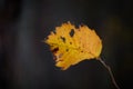 Small yellow linden leaf with holes hanging on tiny young tree stem on dark blurred forest background