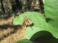 A small yellow moth sitting Royalty Free Stock Photo
