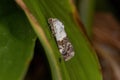 Small Yellow Moth Royalty Free Stock Photo