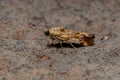 Small Yellow Moth Royalty Free Stock Photo