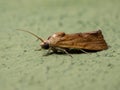 Small Yellow Moth Royalty Free Stock Photo