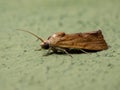 Small Yellow Moth Royalty Free Stock Photo