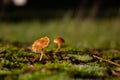 Small yellow mushroom growing on moss, HYGROCYBE CERACEA Royalty Free Stock Photo