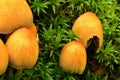 Small yellow mushrooms in grass