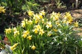 Narcissus Flowers in Springtime in a Garden Royalty Free Stock Photo