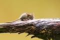 Yellow-necked mouse Apodemus flavicollis is hiding