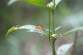 Small Yellow Nymph Insect Perched on Green Leaf with Tiny White Flowers Royalty Free Stock Photo