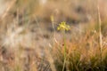 Small yellow onion Allium flavum on grass steppe