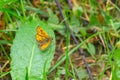 A small yellow-orange butterfly sits on a green leaf Royalty Free Stock Photo