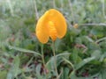 small yellow orange flowers from banjar city indonesia