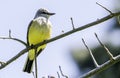 Small yellow park bird Royalty Free Stock Photo