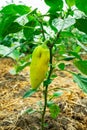 A small yellow pepper grows on a green bush Royalty Free Stock Photo