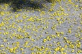 Small yellow petals scattered on asphalt close up