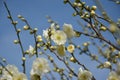 Small yellow plum blossoming on the branch of a tree Royalty Free Stock Photo