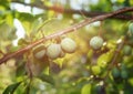 Small yellow plums in sunlight Royalty Free Stock Photo