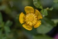 Small yellow pond-lily Nuphar pumila, a yellow flower