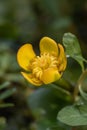 Small yellow pond-lily Nuphar pumila, yellow flower