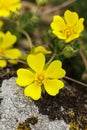 Small yellow potentilla incana flowers, close-up, macro