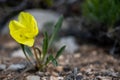 Small Yellow Primrose Blooming Along A Trail In Bryce Royalty Free Stock Photo
