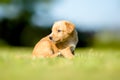 Small yellow puppie Royalty Free Stock Photo