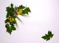 Small yellow rapeseed flowers, green leaves and wheat heads on white background Royalty Free Stock Photo