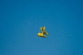 Small yellow red seaplane hydroplane flying in the sky