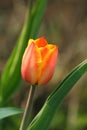 Small yellow red tulip in the garden