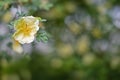 small yellow shrub rose against colorful blurred background Royalty Free Stock Photo