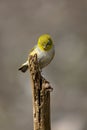 Small yellow silvereye bird perched on a branch of a tree Royalty Free Stock Photo
