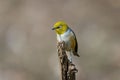 Small yellow silvereye bird perched on a branch of a tree Royalty Free Stock Photo