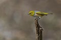 Small yellow silvereye bird perched on a branch of a tree Royalty Free Stock Photo
