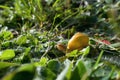 Small yellow snail crawling on the grass Royalty Free Stock Photo