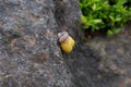 Small yellow snail on a rock