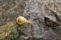 Small yellow snail on a rock