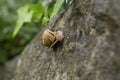 Small yellow snail on a rock