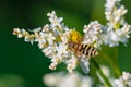 A small yellow spider ambushed a fly (volucella) on a white flower. Royalty Free Stock Photo