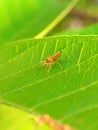 a small yellow spider on a green leaf Royalty Free Stock Photo