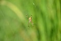 The small yellow spider insect with web in the garden