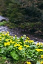 Small, yellow spring flowers in the mountains. Royalty Free Stock Photo