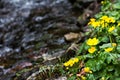 Small, yellow spring flowers in the mountains. Royalty Free Stock Photo